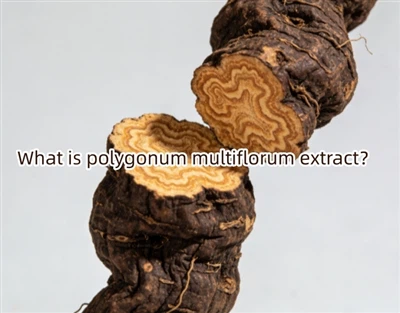 O que é extrato de polygonum multiflorum?