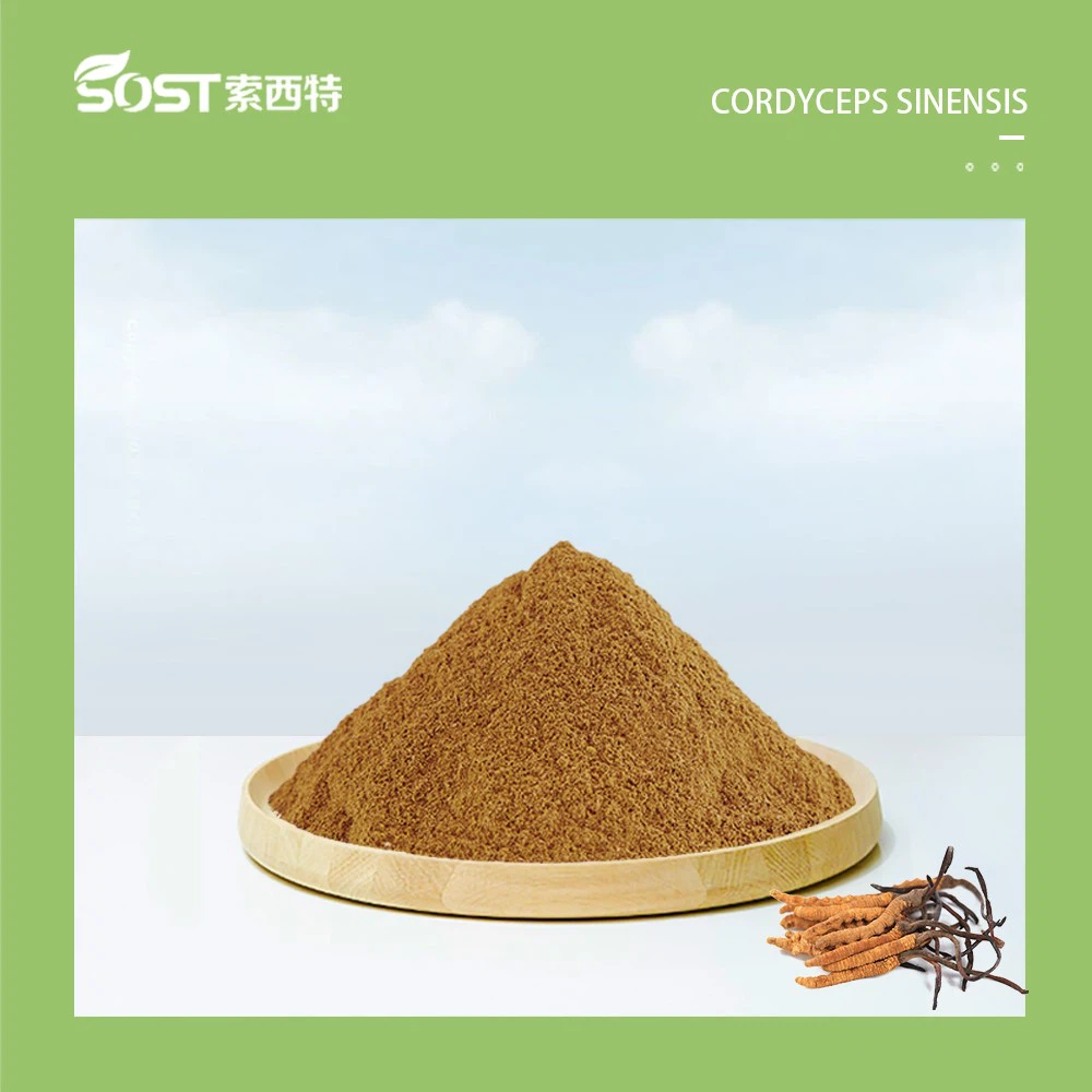 Cordyceps Sinensis Extract Cordyceps Sinensis Extract